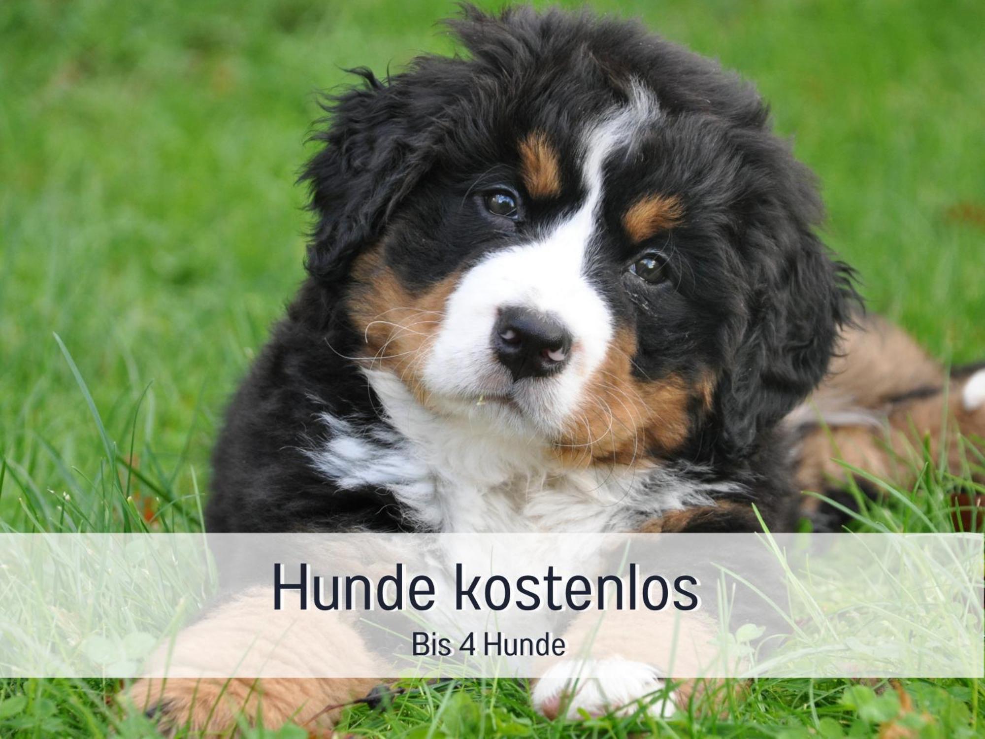 Hannoversch Münden Am Feldrain - Urlaub Mit Hund Im Weserbergland מראה חיצוני תמונה